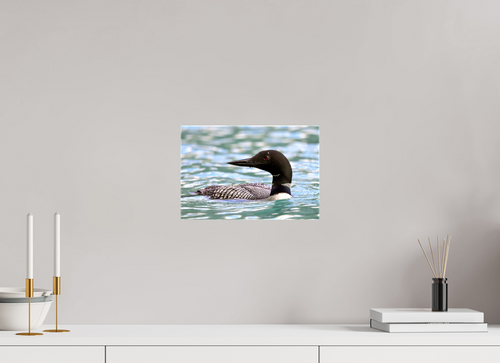 30 x 20 cm, Canvas Print - NO FRAME Common Loon Close-Up – Wildlife Print