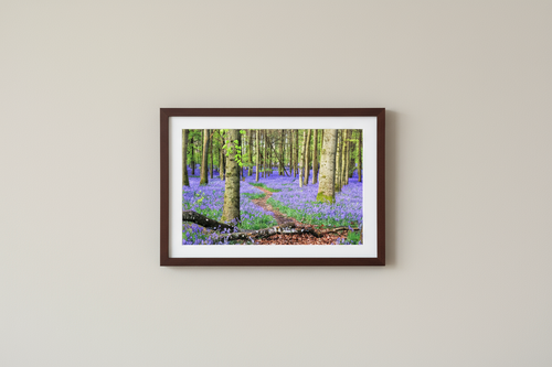 Main image Bluebell Forest in England – Nature Print