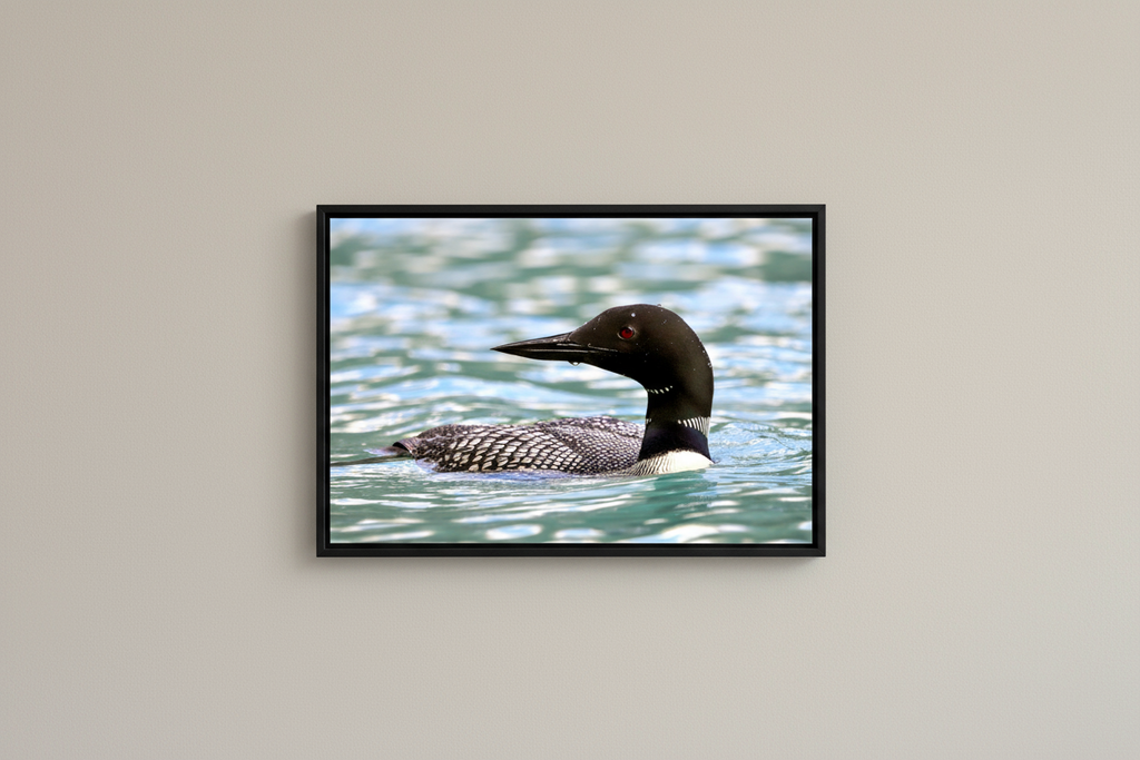 Main image Common Loon Close-Up – Wildlife Print