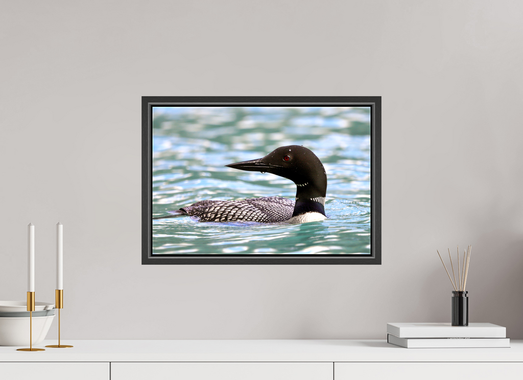 45 x 30 cm, Glossy Canvas with Black Frame Common Loon Close-Up – Wildlife Print